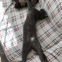 Mavi Rus, Kedi  Uzay fotoğrafı