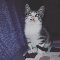 Tekir Kedi, Kedi  Ferit fotoğrafı