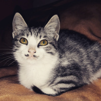 Tekir Kedi, Kedi  Ferit fotoğrafı