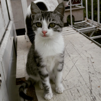 Tekir Kedi, Kedi  Ferit fotoğrafı