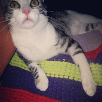 Tekir Kedi, Kedi  Ferit fotoğrafı