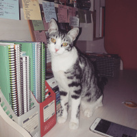 Tekir Kedi, Kedi  Ferit fotoğrafı