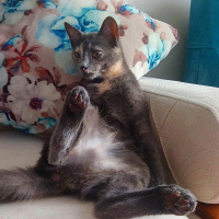 Mavi Rus, Kedi  Duman fotoğrafı