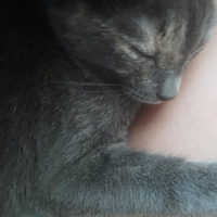 Mavi Rus, Kedi  Duman fotoğrafı