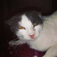 Soke, Kedi  Gümüş fotoğrafı