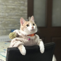 Tekir Kedi, Kedi  Badem fotoğrafı
