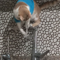 Tekir Kedi, Kedi  Badem fotoğrafı