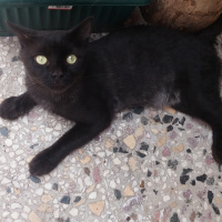 İran Kedisi (Persian), Kedi  Paşa fotoğrafı