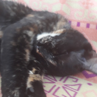 Tekir Kedi, Kedi  Tahin ve pekmez fotoğrafı