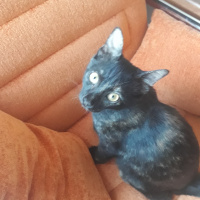 Tekir Kedi, Kedi  Tahin ve pekmez fotoğrafı