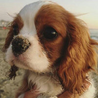 Cavalier King Charles Spanieli, Köpek  Karamel fotoğrafı