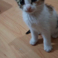 Abyssinian, Kedi  KINALI fotoğrafı