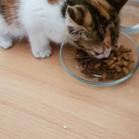 Abyssinian, Kedi  KINALI fotoğrafı