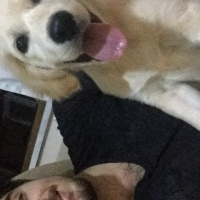 Golden Retriever, Köpek  Alice fotoğrafı