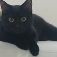 Tekir Kedi, Kedi  Zeytin fotoğrafı