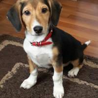 Beagle, Köpek  Aki fotoğrafı