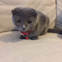Scottish Fold, Kedi  Zilli fotoğrafı