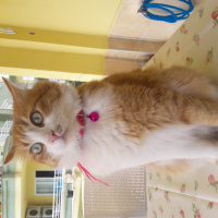 Tekir Kedi, Kedi  Yaz fotoğrafı