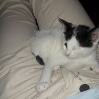 Tekir Kedi, Kedi  Şanslı fotoğrafı