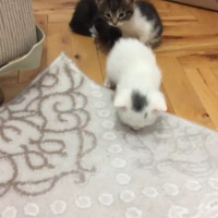 Tekir Kedi, Kedi  Kediler fotoğrafı