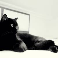 Scottish Fold, Kedi  poe fotoğrafı