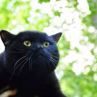 Scottish Fold, Kedi  poe fotoğrafı