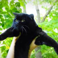 Scottish Fold, Kedi  poe fotoğrafı