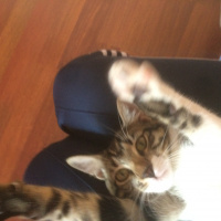 Tekir Kedi, Kedi  Marley fotoğrafı