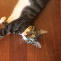 Tekir Kedi, Kedi  Marley fotoğrafı