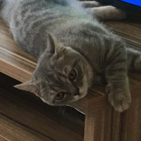 British Shorthair, Kedi  RIFKI fotoğrafı