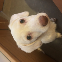 Bichon Havanese, Köpek  Pompik fotoğrafı