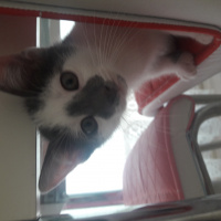 Tekir Kedi, Kedi  Minnoş fotoğrafı