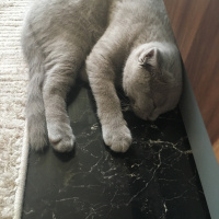Scottish Fold, Kedi  çiko fotoğrafı