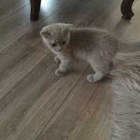 Scottish Fold, Kedi  çiko fotoğrafı