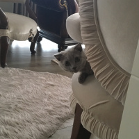 Scottish Fold, Kedi  çiko fotoğrafı