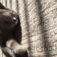 Scottish Fold, Kedi  çiko fotoğrafı