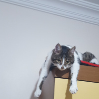 Tekir Kedi, Kedi  Pati fotoğrafı