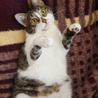 Tekir Kedi, Kedi  Pati fotoğrafı