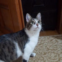 Tekir Kedi, Kedi  Pati fotoğrafı