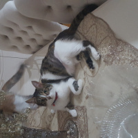 Tekir Kedi, Kedi  Pati fotoğrafı