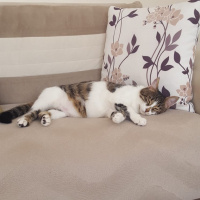 Tekir Kedi, Kedi  Pati fotoğrafı