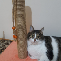 Tekir Kedi, Kedi  Pati fotoğrafı