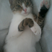 Tekir Kedi, Kedi  Puffi fotoğrafı
