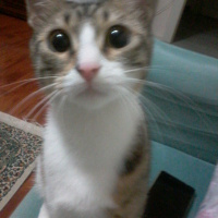 Tekir Kedi, Kedi  Puffi fotoğrafı