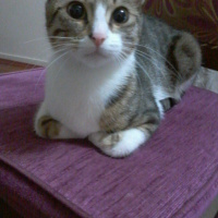 Tekir Kedi, Kedi  Puffi fotoğrafı