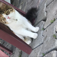 Tekir Kedi, Kedi  Sasha fotoğrafı