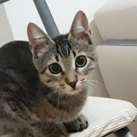 Tekir Kedi, Kedi  Taycan fotoğrafı