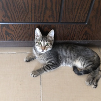 Tekir Kedi, Kedi  Taycan fotoğrafı