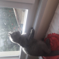 British Shorthair, Kedi  Paşa fotoğrafı