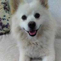 Amerikan Eskimo, Köpek  Seniyor (sinyor) fotoğrafı